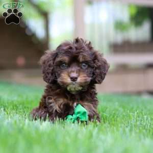 Theodore, Cockapoo Puppy